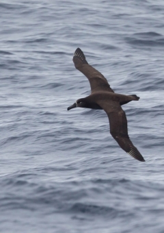 クロアシアホウドリ10