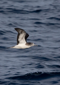 オオミズナギドリ6