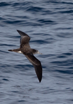 オオミズナギドリ7