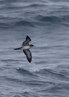 オナガミズナギドリ5