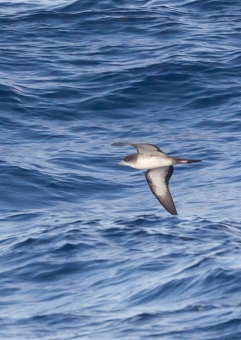 オナガミズナギドリ8