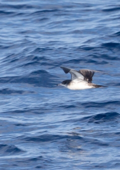 オナガミズナギドリ10