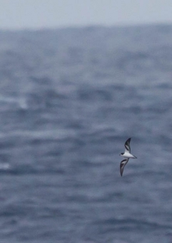 シロハラミズナギドリ1