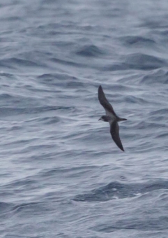 シロハラミズナギドリ6