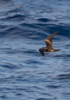 オーストンウミツバメ7