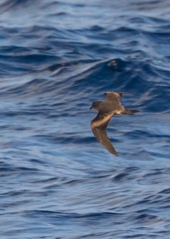 オーストンウミツバメ6