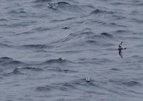 ハイイロヒレアシシギ1