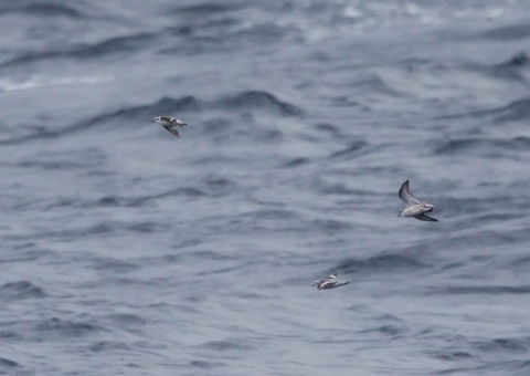 ハイイロヒレアシシギ7