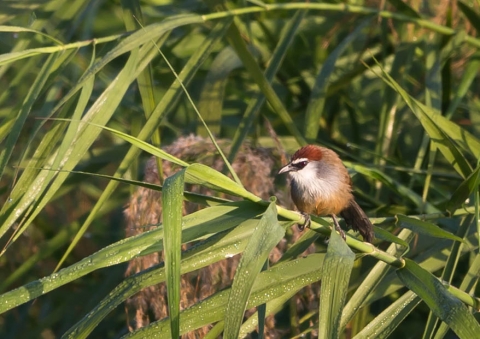 アカガシラチメドリ1