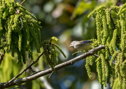 ルリハコバシチメドリ1