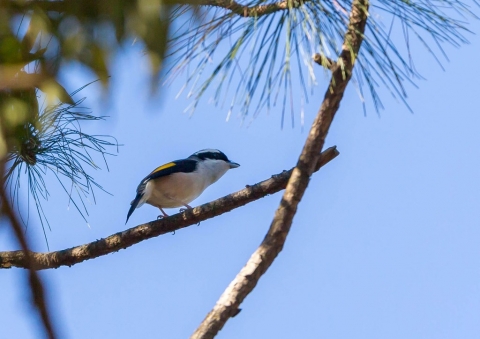 アカバネモズチメドリ2