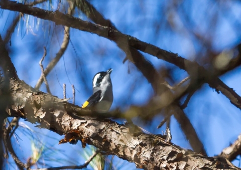 アカバネモズチメドリ3