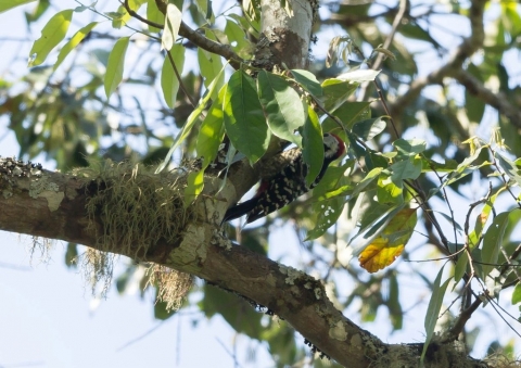 ムナフアカゲラ1