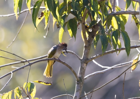 ミヤマヒヨドリ2