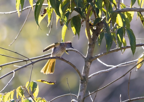 ミヤマヒヨドリ5