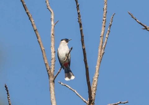 コシジロヒヨドリ4