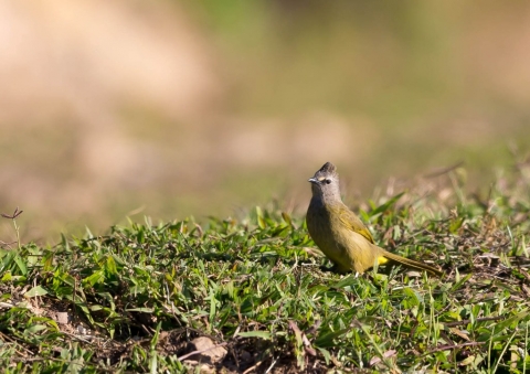 カオジロヒヨドリ4