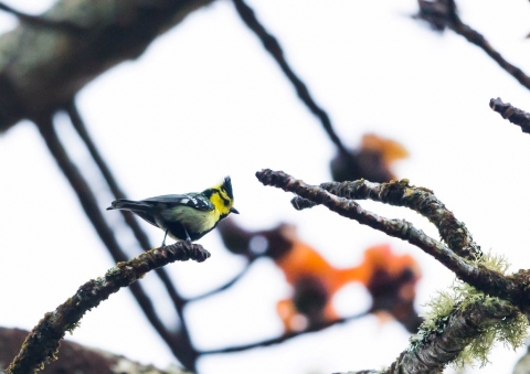 セボシカンムリガラ2