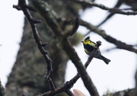 セボシカンムリガラ1
