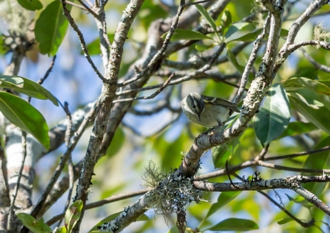 キマユムシクイ1