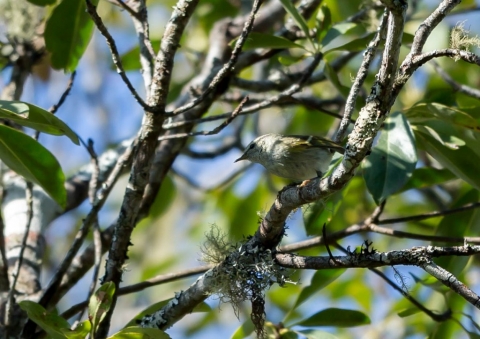 キマユムシクイ3