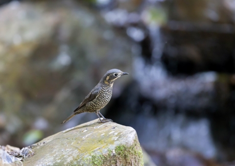 カオグロイソヒヨドリ12