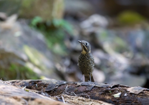 カオグロイソヒヨドリ13