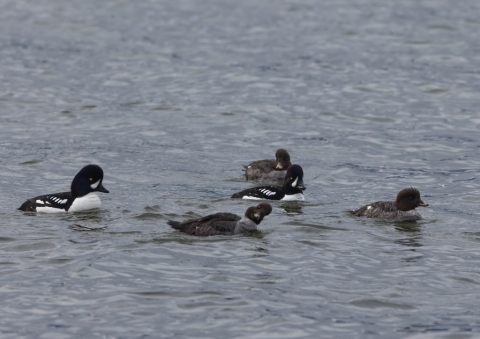 キタホオジロガモ1