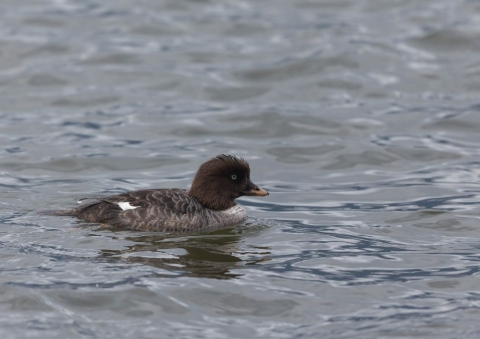 キタホオジロガモ6