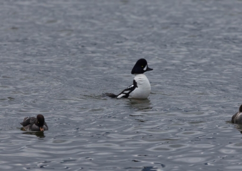 キタホオジロガモ11