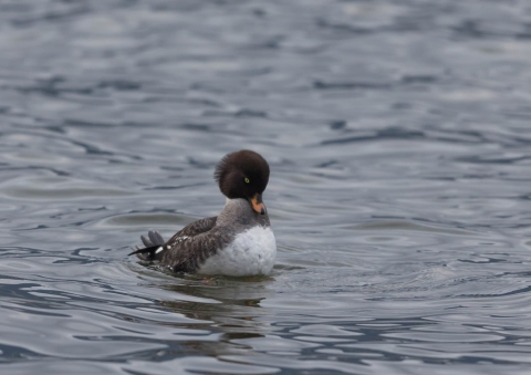 キタホオジロガモ13