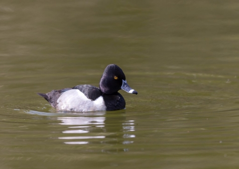 クビワキンクロ4