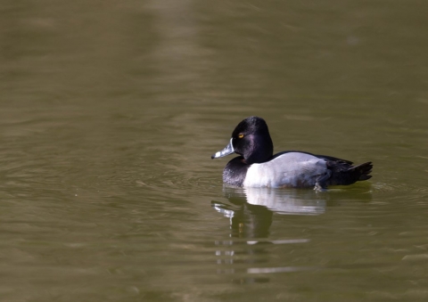 クビワキンクロ8