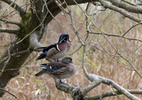 アメリカオシ10 (2)