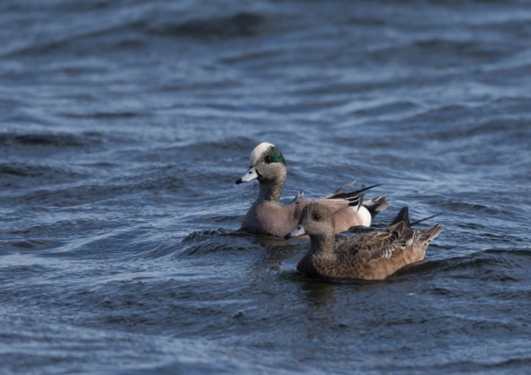 アメリカヒドリ1