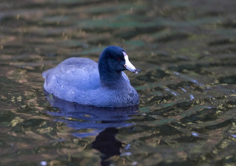 アメリカオオバン1
