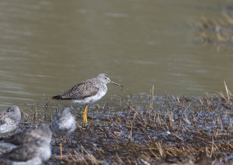 オオキアシシギ1