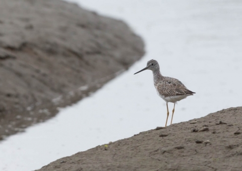 オオキアシシギ4