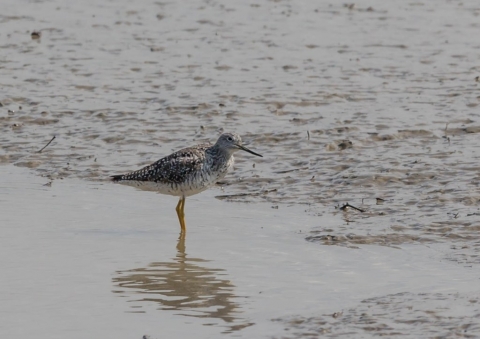 オオキアシシギ7