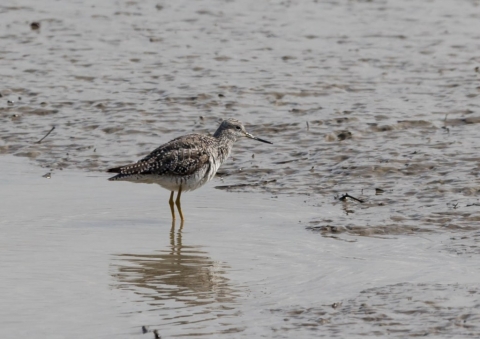 オオキアシシギ10