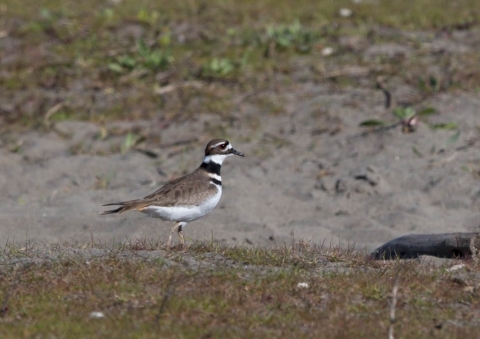 フタオビチドリ1