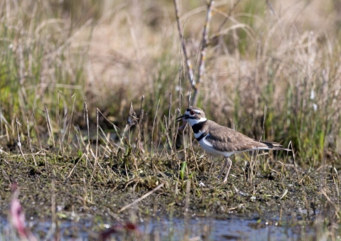 フタオビチドリ5