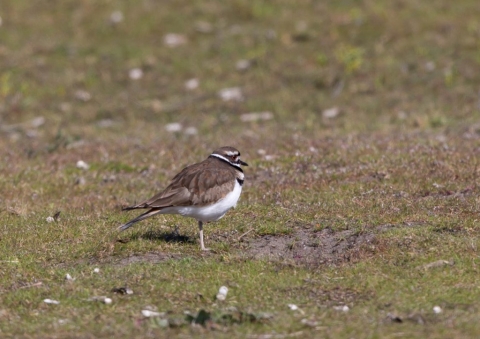 フタオビチドリ4