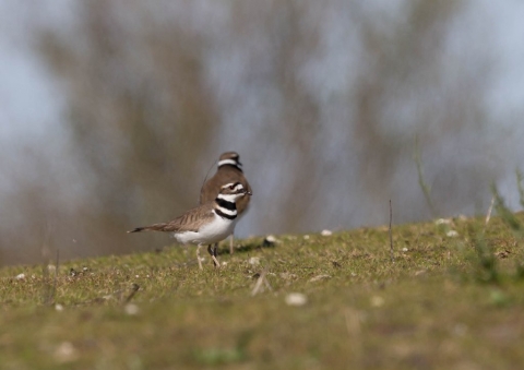 フタオビチドリ8