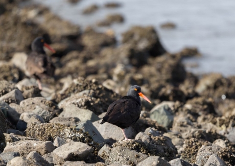クロミヤコドリ5