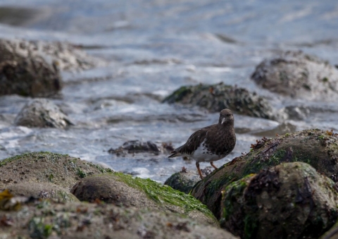 クロキョウジョシギ4
