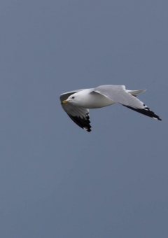 オビハシカモメ3