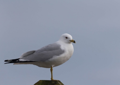 オビハシカモメ5