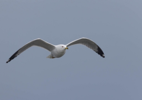 オビハシカモメ7