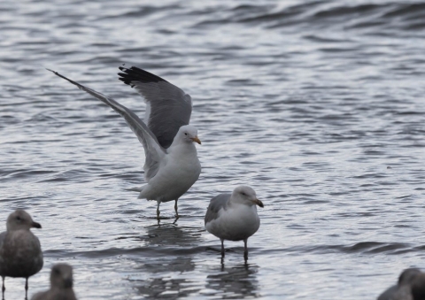 カリフォルニアカモメ2